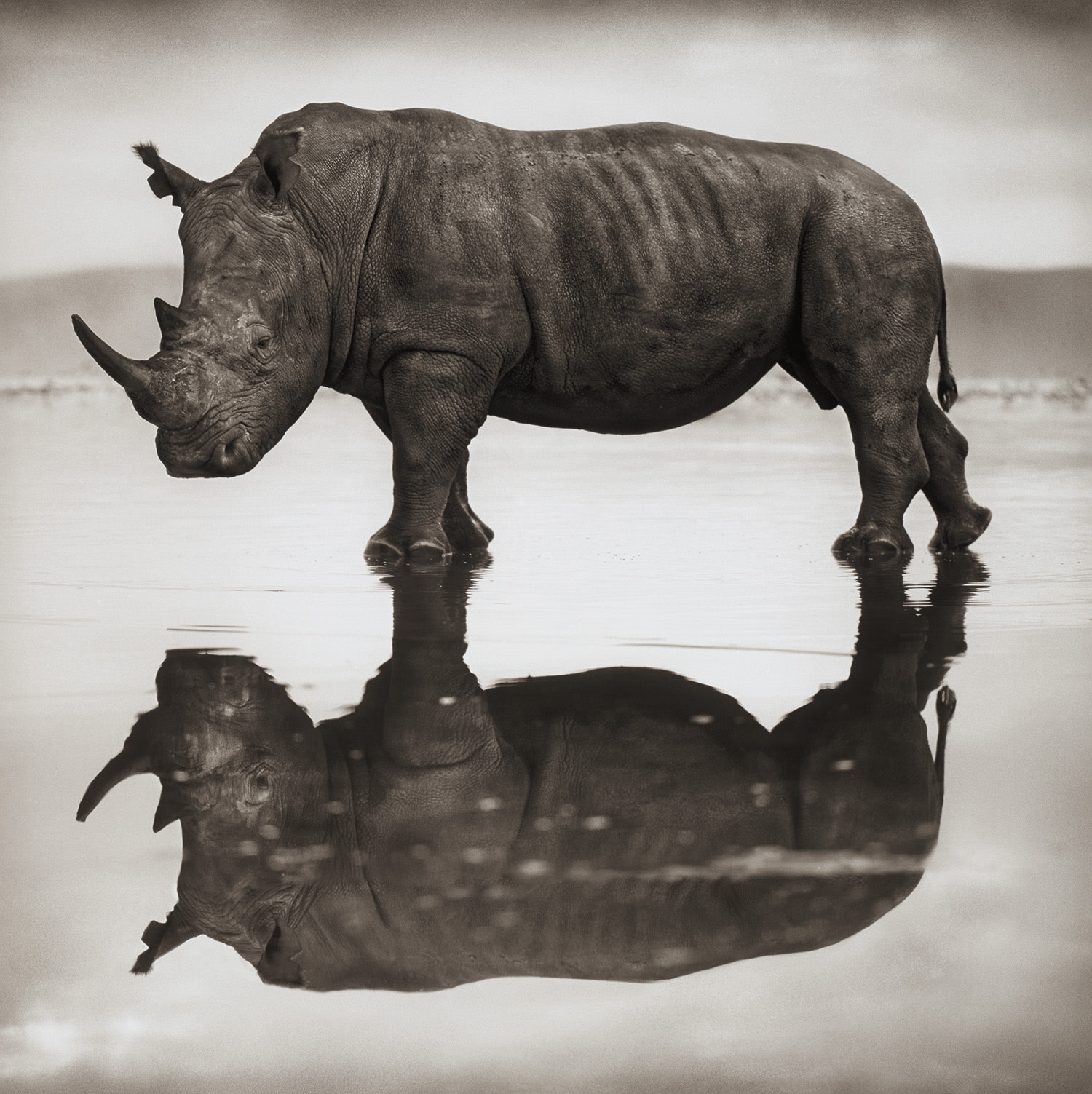 Nick Brandt — Gorilla Baring Teeth, Parc des Volcans