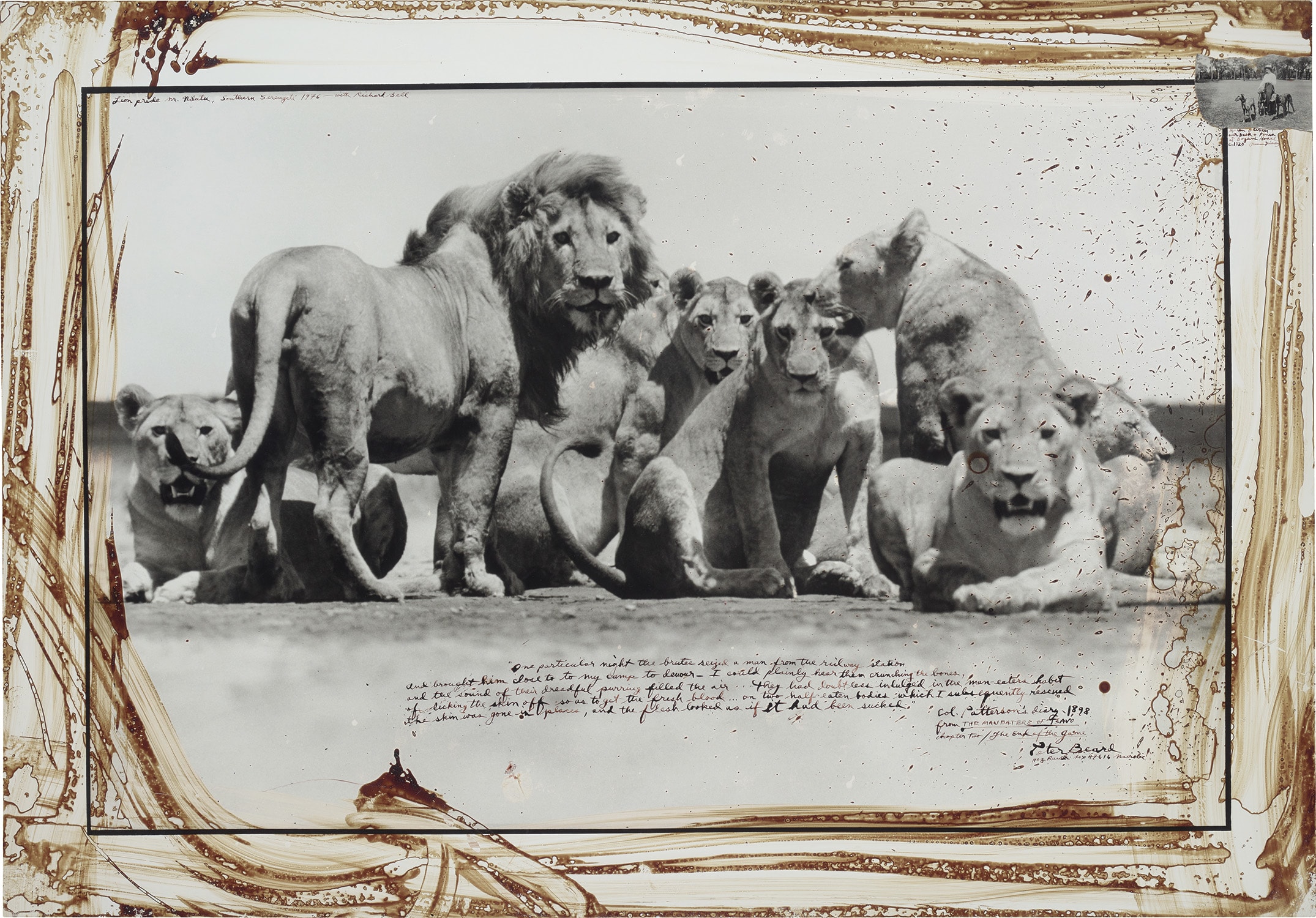 Peter Beard — Lion Pride near Ndutu, Southern Serengeti – with Richard Bell