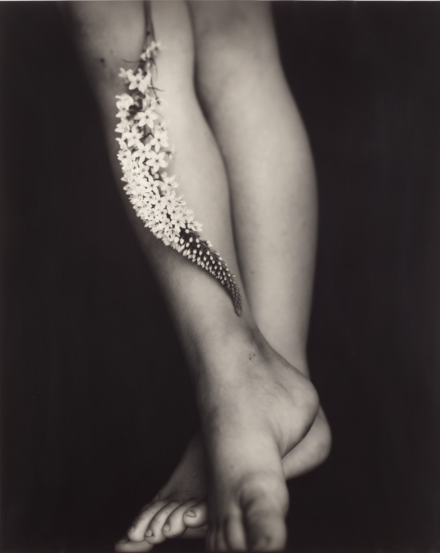 Sally Mann — Gooseneck Loosestrife