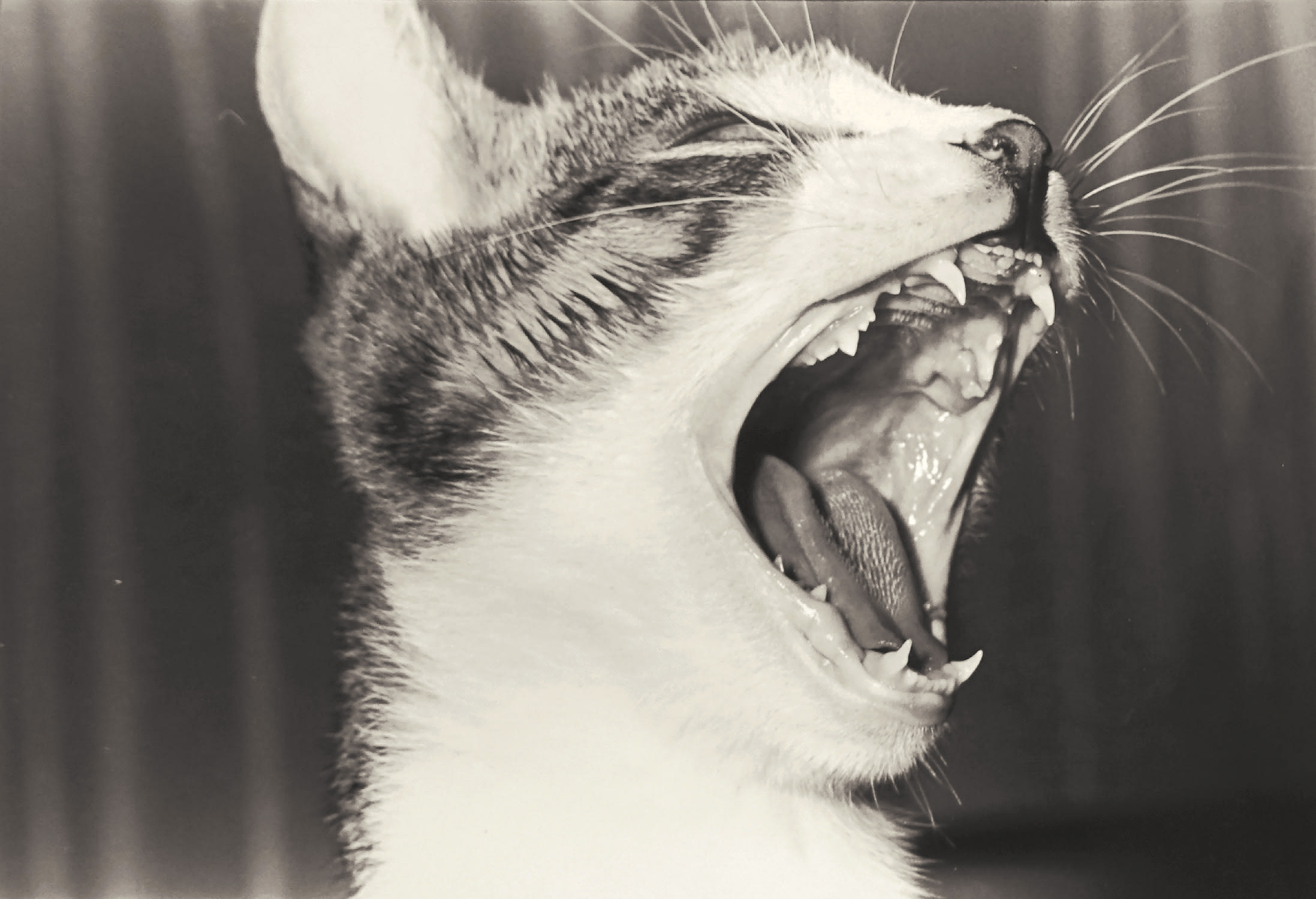 Sasuke!! My Dear Cat