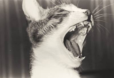 Sasuke!! My Dear Cat