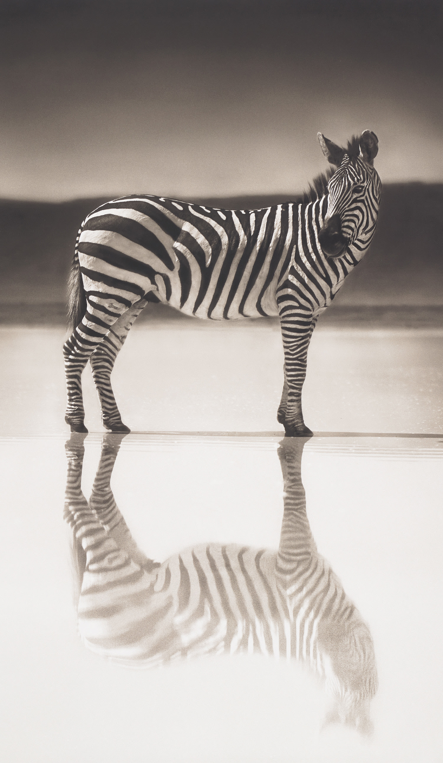 Nick Brandt — Zebra on Lake, Ngorongoro Crater