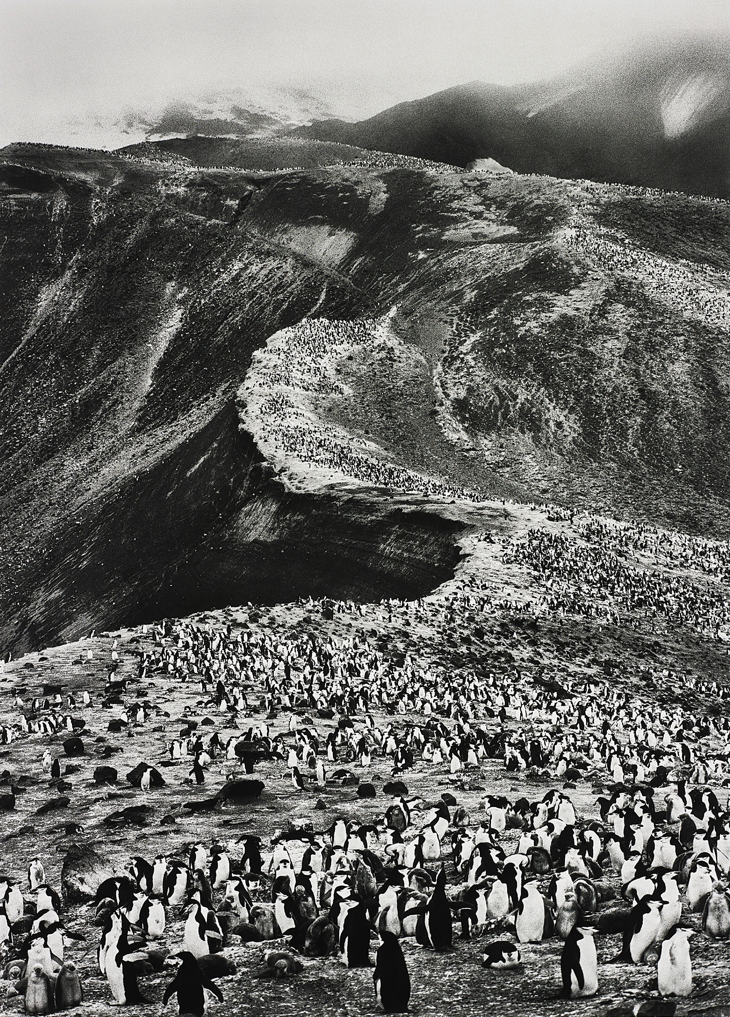 Sebastião Salgado — Chinstrap Penguins (Psygoscelis Antarctica), Deception Island, Antarctica