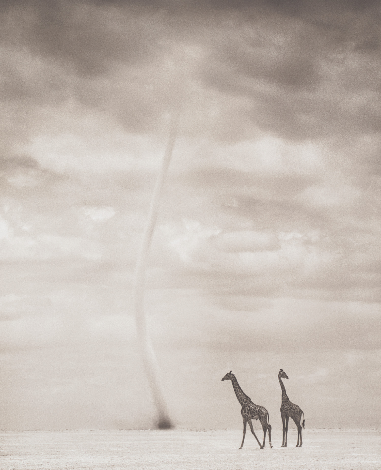 Nick Brandt — Giraffes with Dust Devil, Amboseli