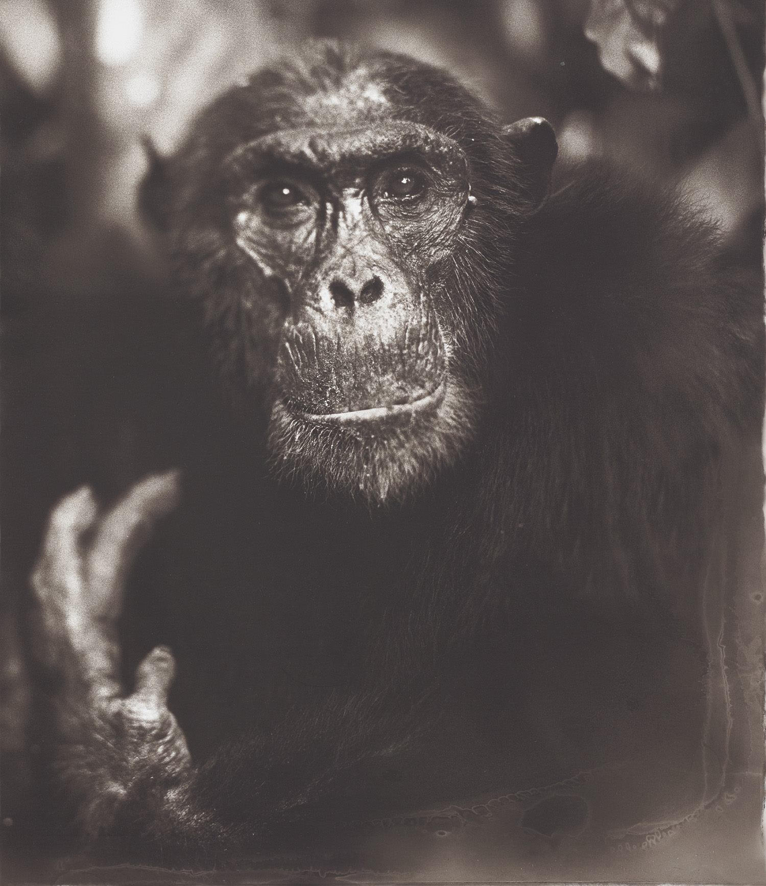 Nick Brandt — Portrait of Old Chimp with Hand II, Mahale