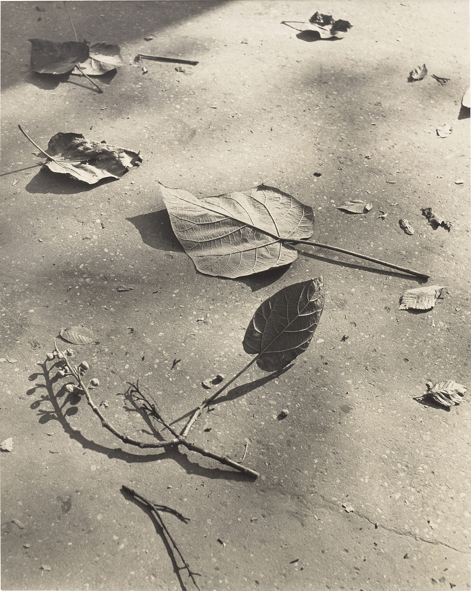 Leaves and Twigs, Paris