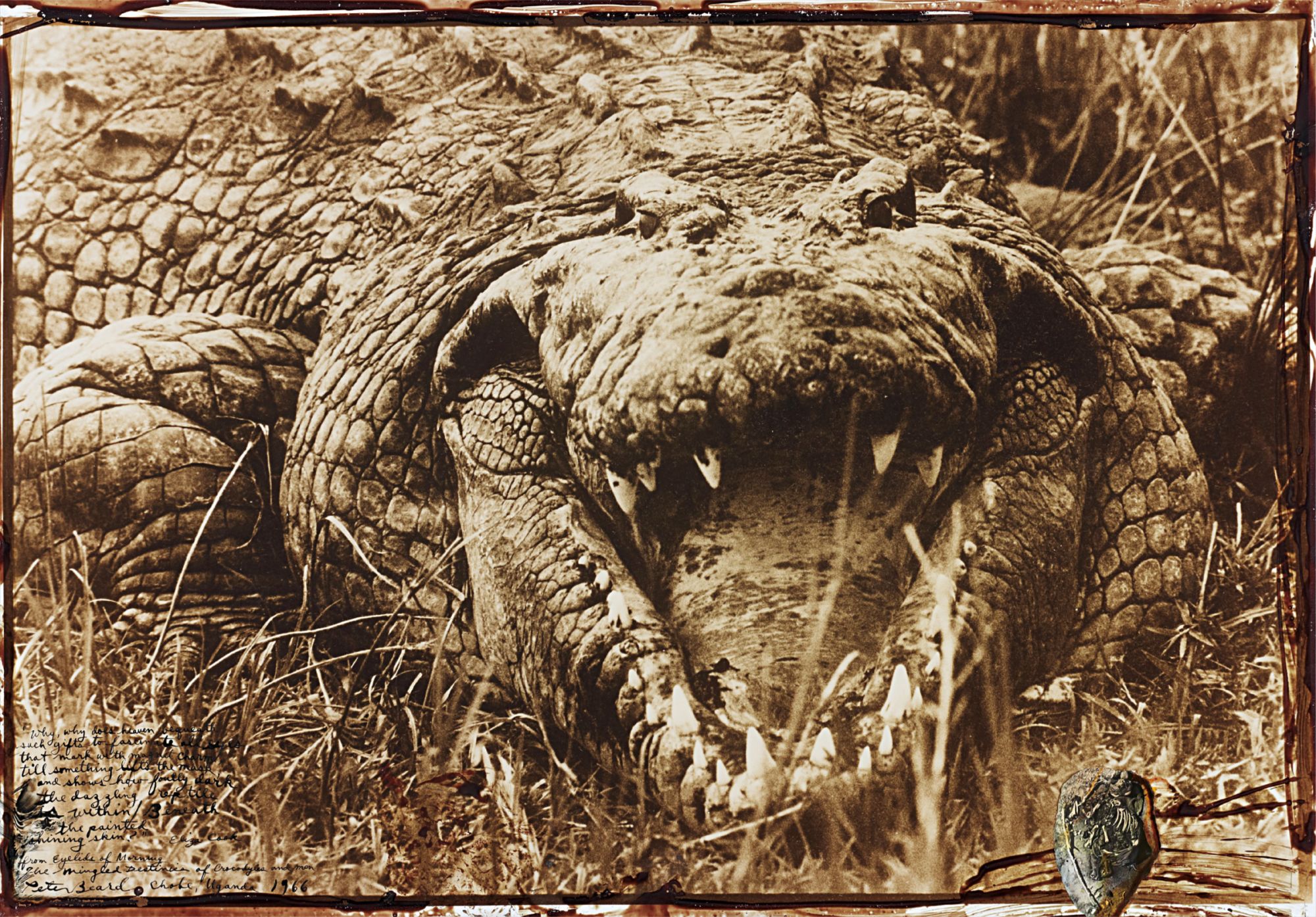 Peter Beard — Eyelids of Morning: The Mingled Destinies of Crocodiles and Men, Chobe, Uganda