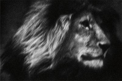 Lone Lion, Tanzania, Africa