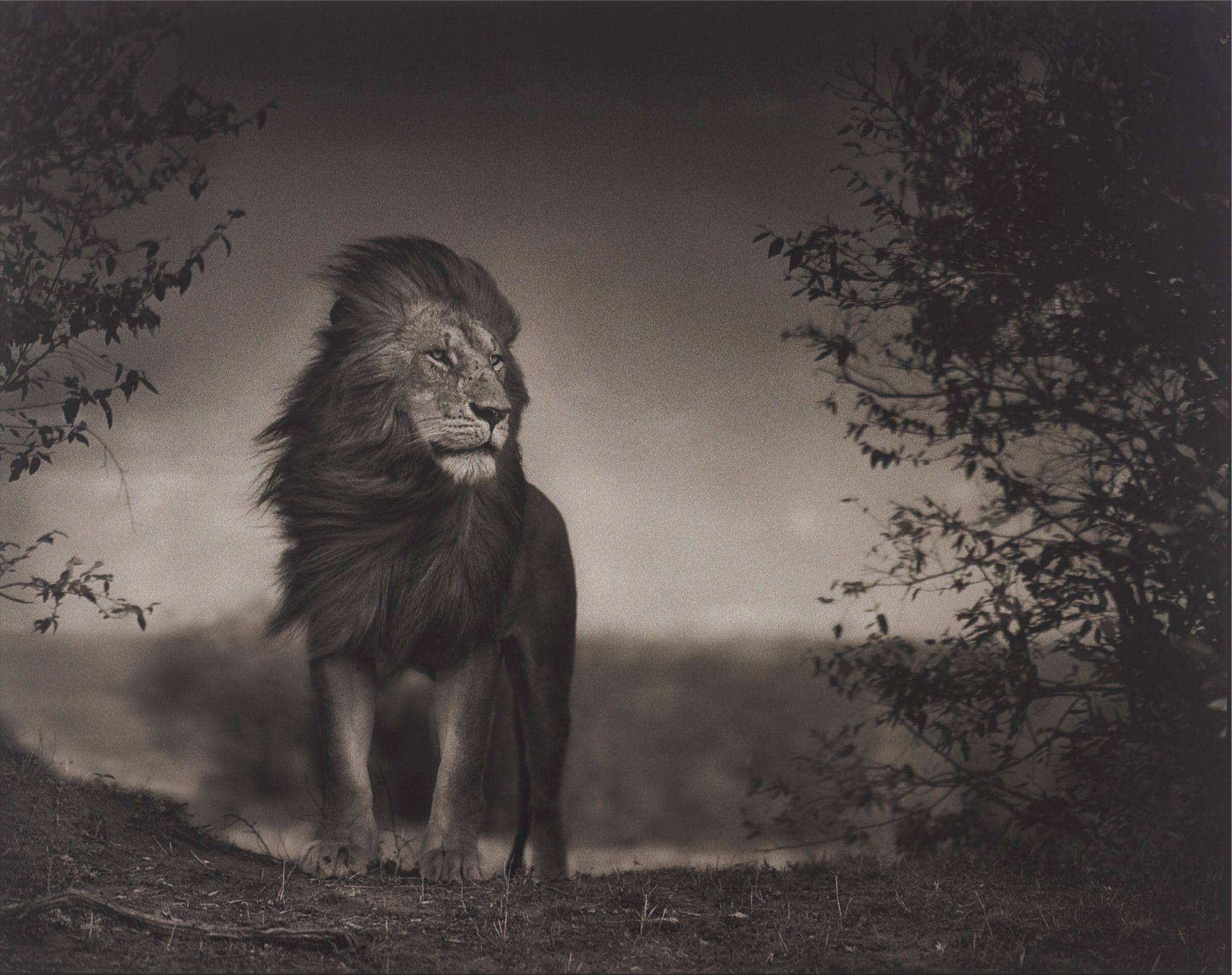 Nick Brandt — Lion Before Storm I