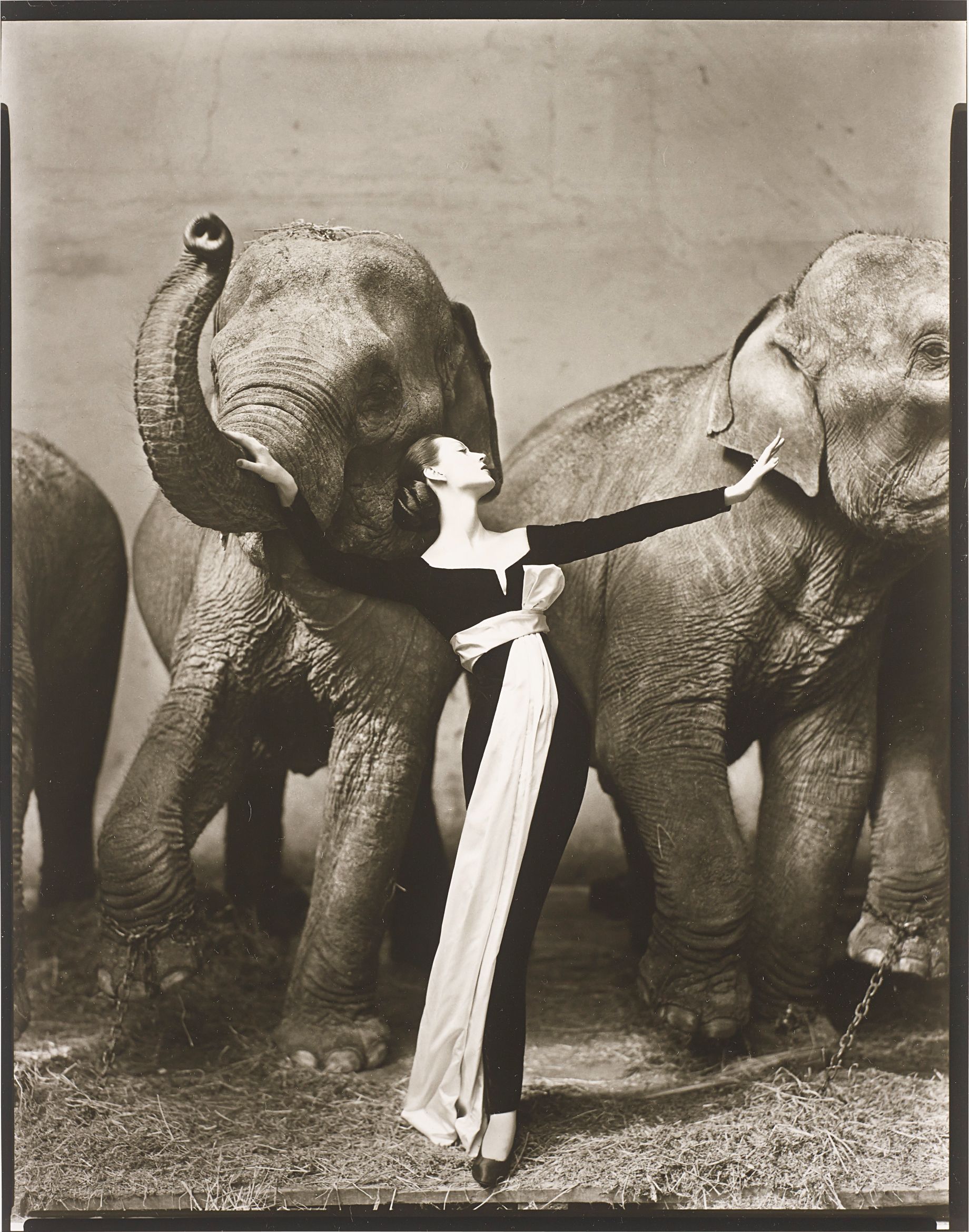 Richard Avedon — Dovima with Elephants, Evening Dress by Dior, Cirque d’Hiver, Paris, August