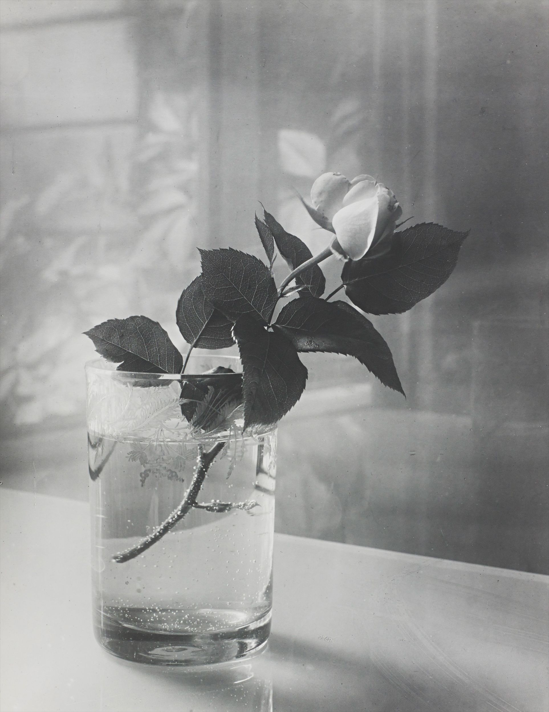 Josef Sudek — White rose in a glass