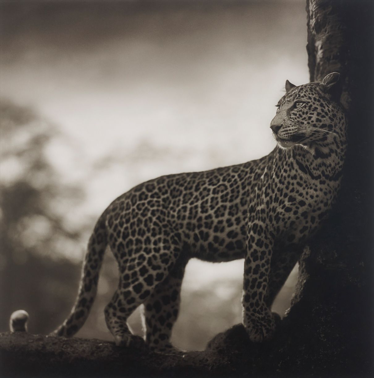 Nick Brandt — Leopard in crook of tree, Nakuru