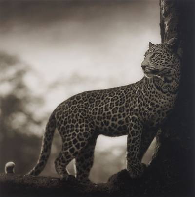 Leopard in crook of tree, Nakuru