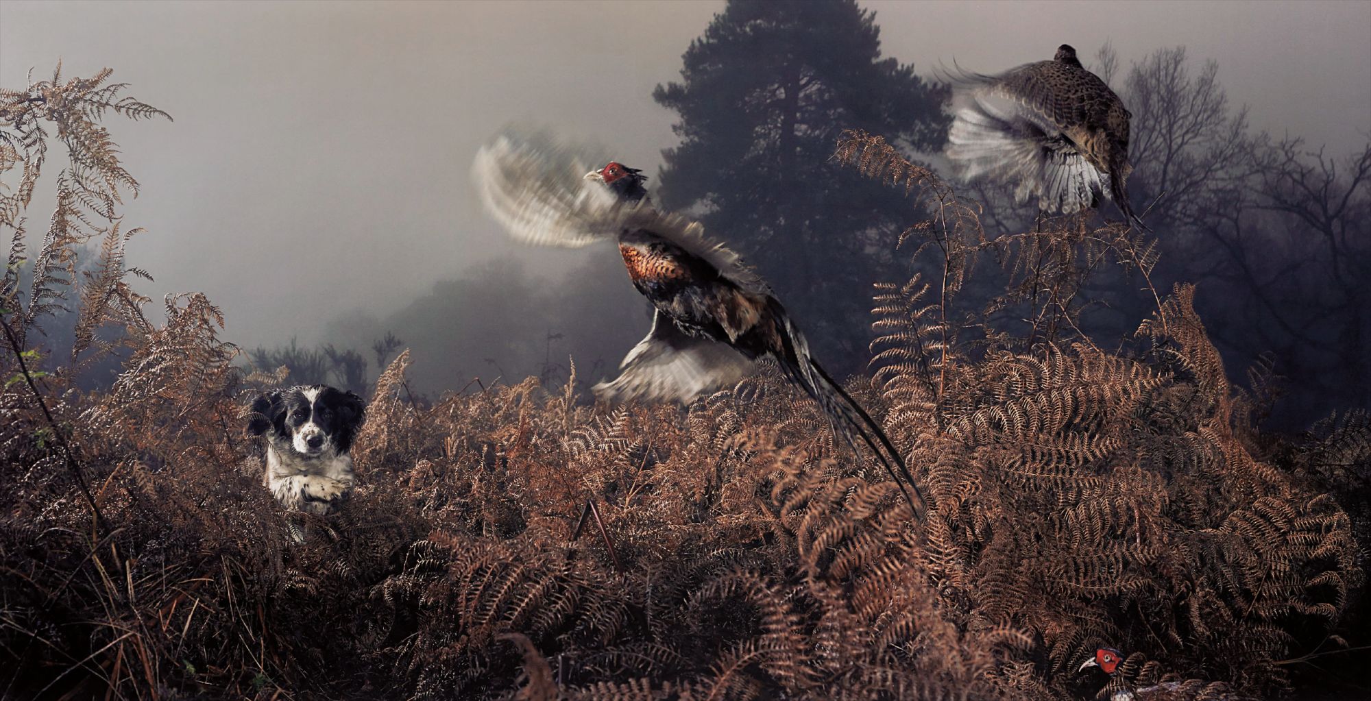 Tim Flach — Penny working the bracken from Dog Gods