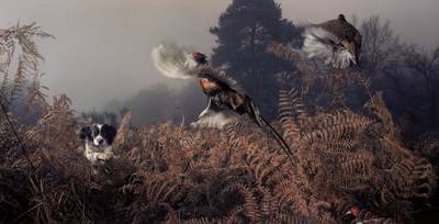 Penny working the bracken from Dog Gods