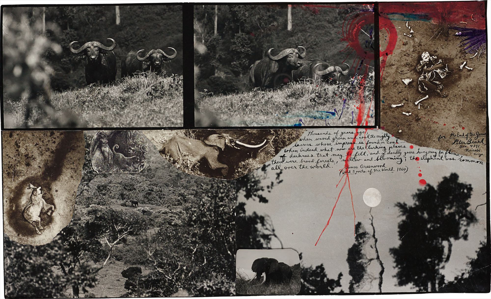 Peter Beard — Buffalos and Eles, Abedares