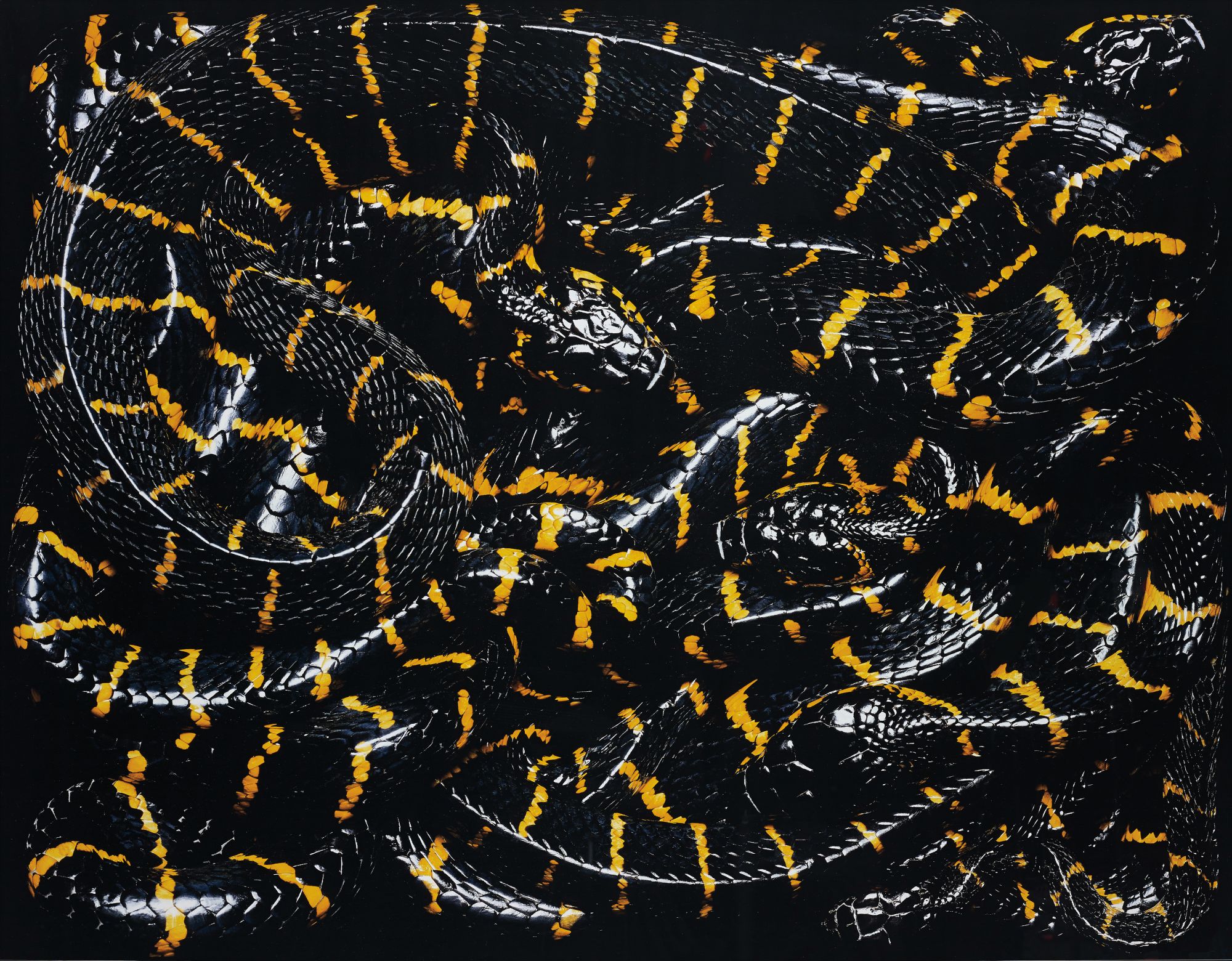 Boiga Dendrophila Melanota from Serpens