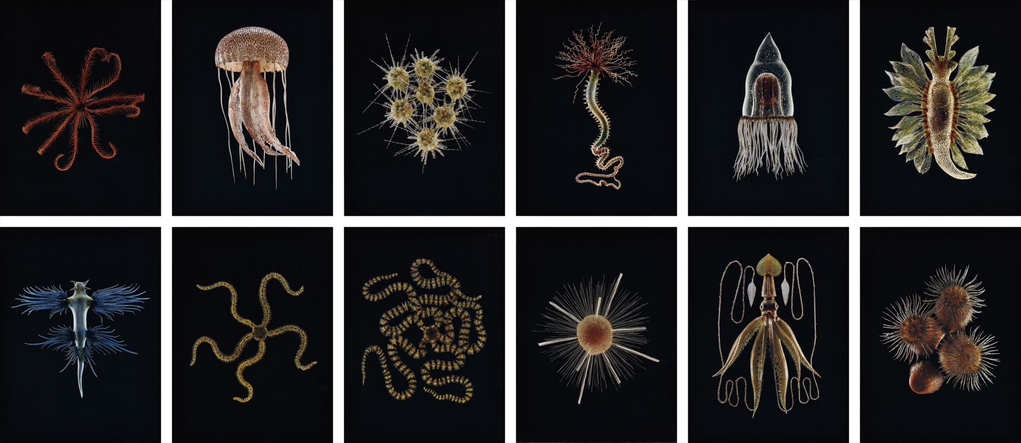 Selected Images from Leopold and Rudolf Blaschka