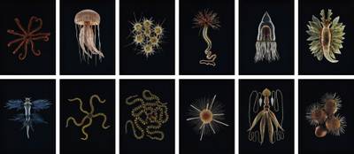 Selected Images from Leopold and Rudolf Blaschka