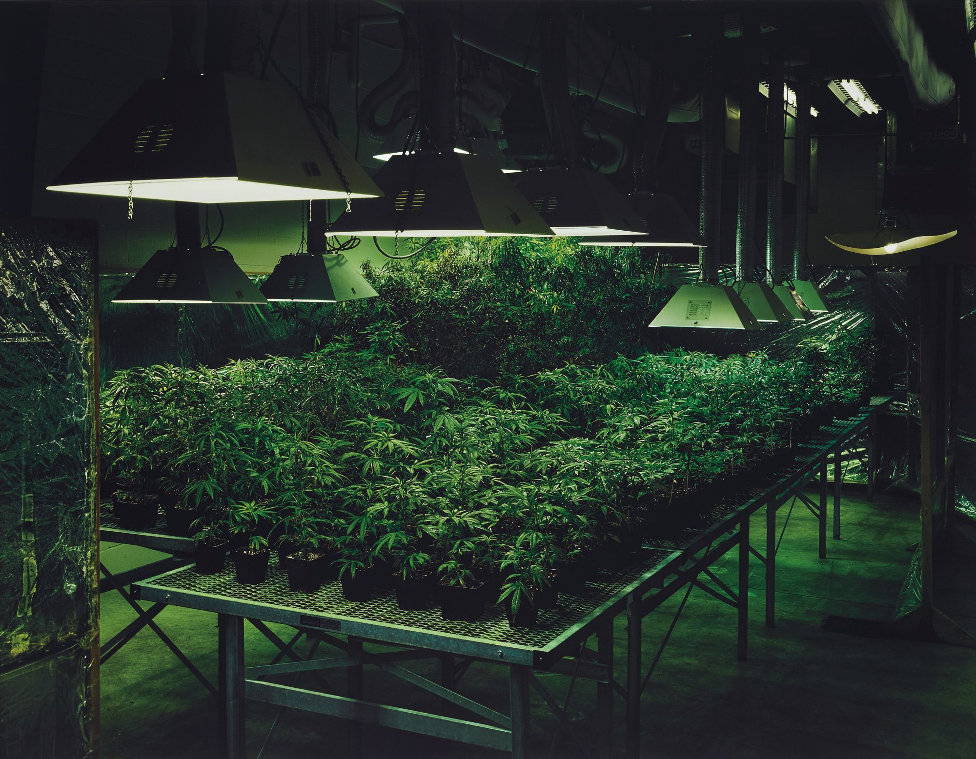 Research Marijuana Crop Grow Room, National Center for Natural Products Research, Oxford, Mississippi from An American Index of the Hidden and Unfamiliar
