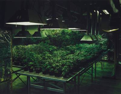 Research Marijuana Crop Grow Room, National Center for Natural Products Research, Oxford, Mississippi from An American Index of the Hidden and Unfamiliar