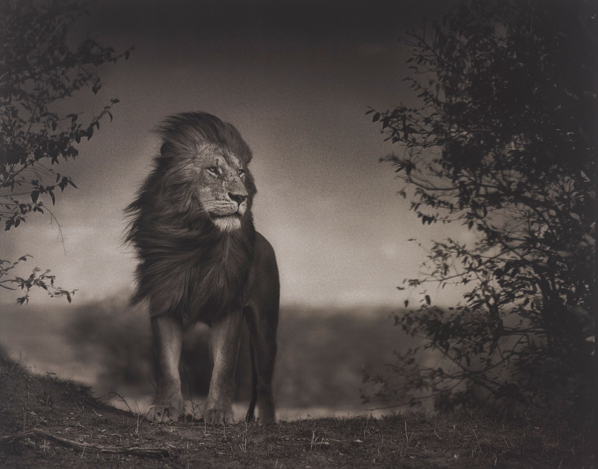 Nick Brandt — Lion Before Storm I, Maasai Mara