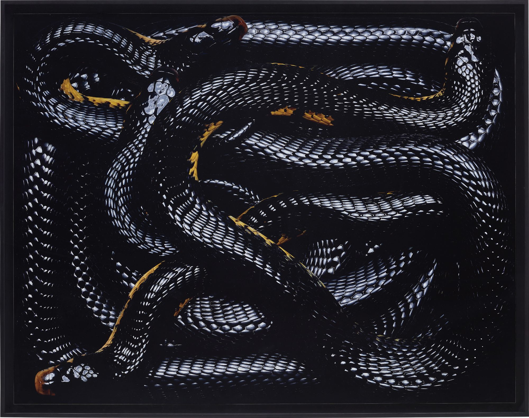 Guido Mocafico — Naja Melanoleuca from Serpens