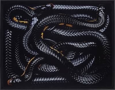 Naja Melanoleuca from Serpens