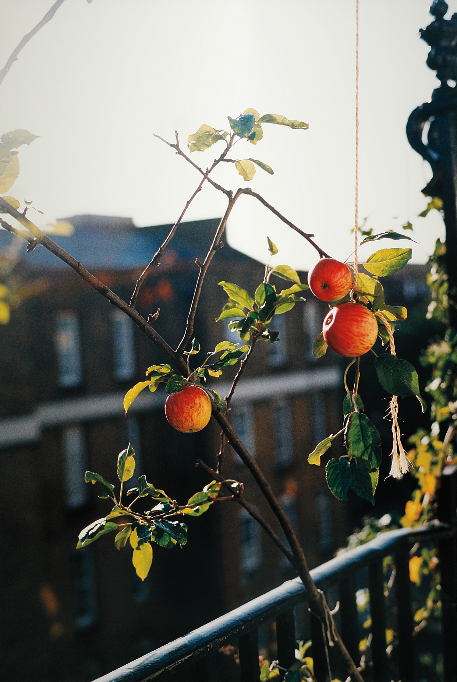 Wolfgang Tillmans — apple tree (f)