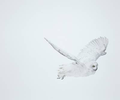 Snowy Owl 32