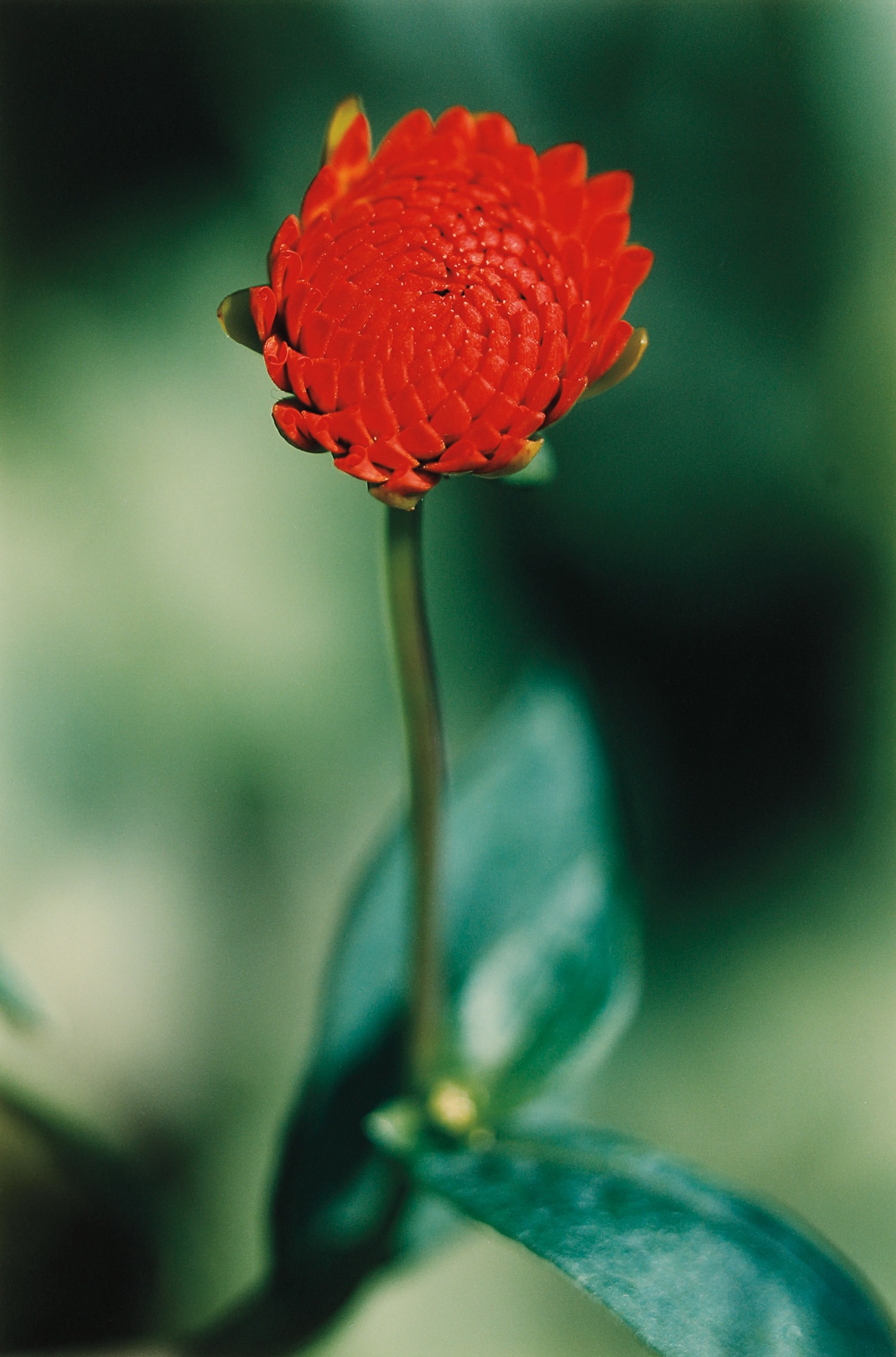 Pflanze No. 21, Dahlie, Winterthur