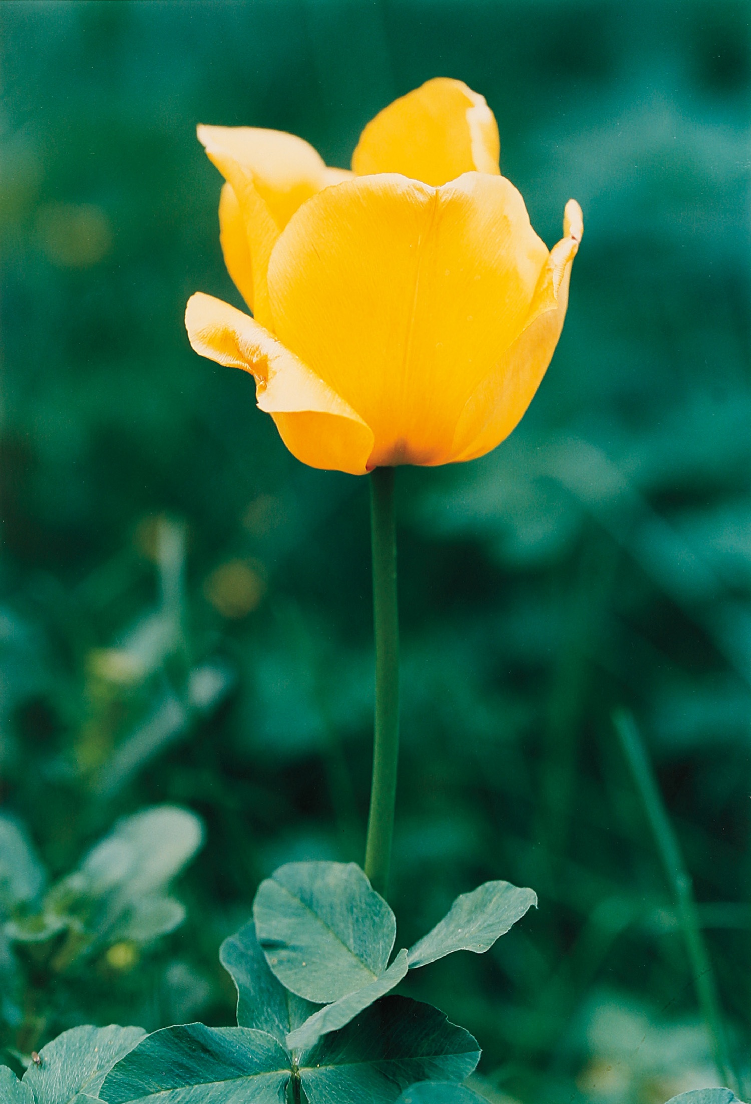 Thomas Struth — Gelbe Tulpe No. 69, Düsseldorf