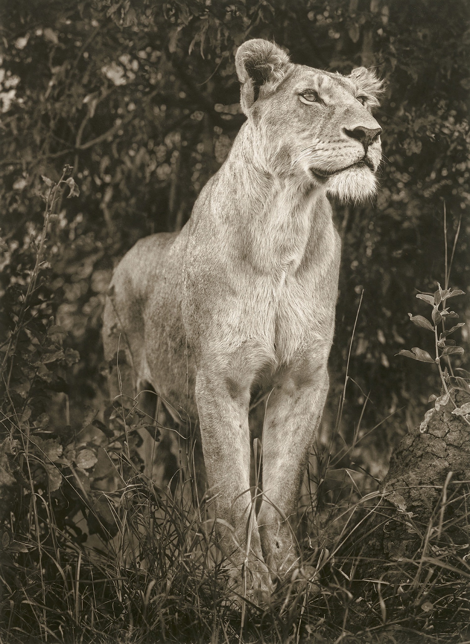 Nick Brandt — Lioness in Dark Foliage, Serengeti