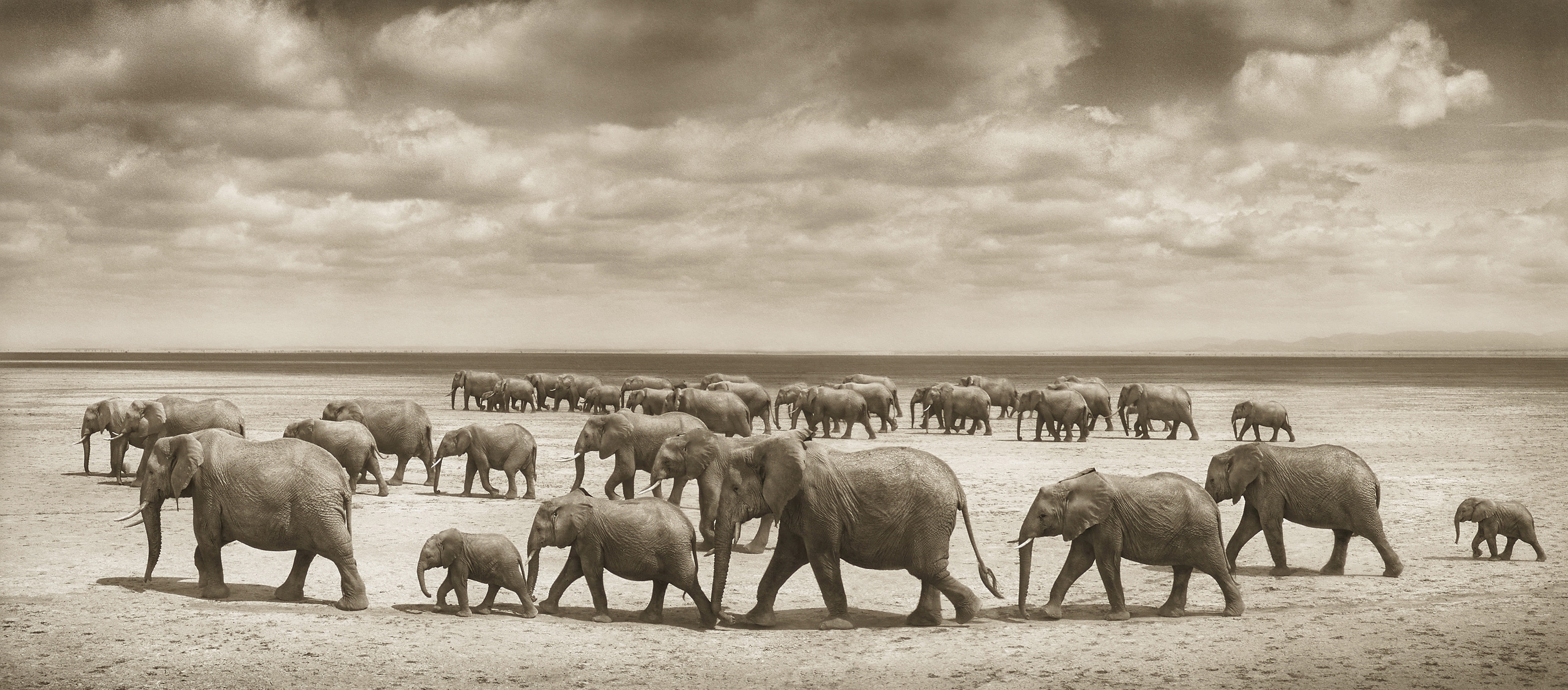 Elephant Herds Crossing Lake Bed in Sun, Amboseli
