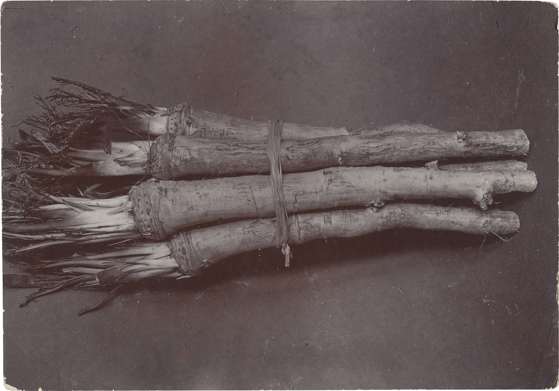 Charles Jones — Horseradish