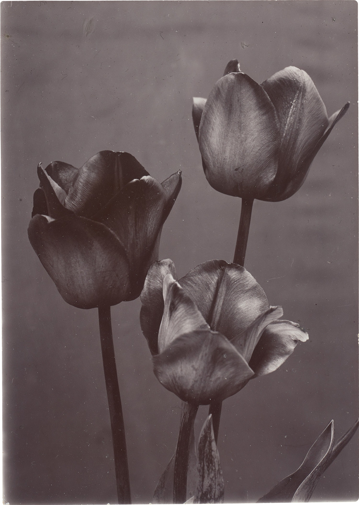 Charles Jones — Mendel Tulips