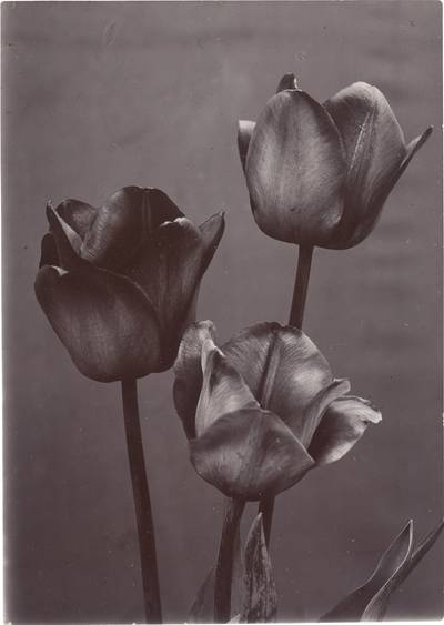 Mendel Tulips