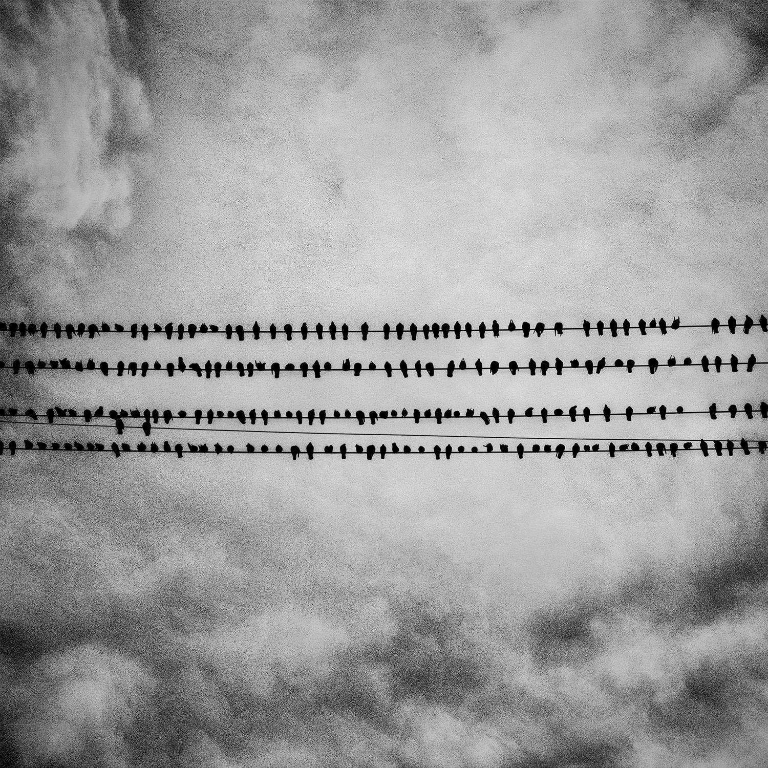 Matt Black — Birds, Tulare, California from American Geography