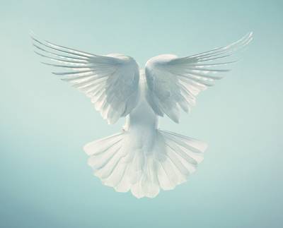 Spirit from More Than Human