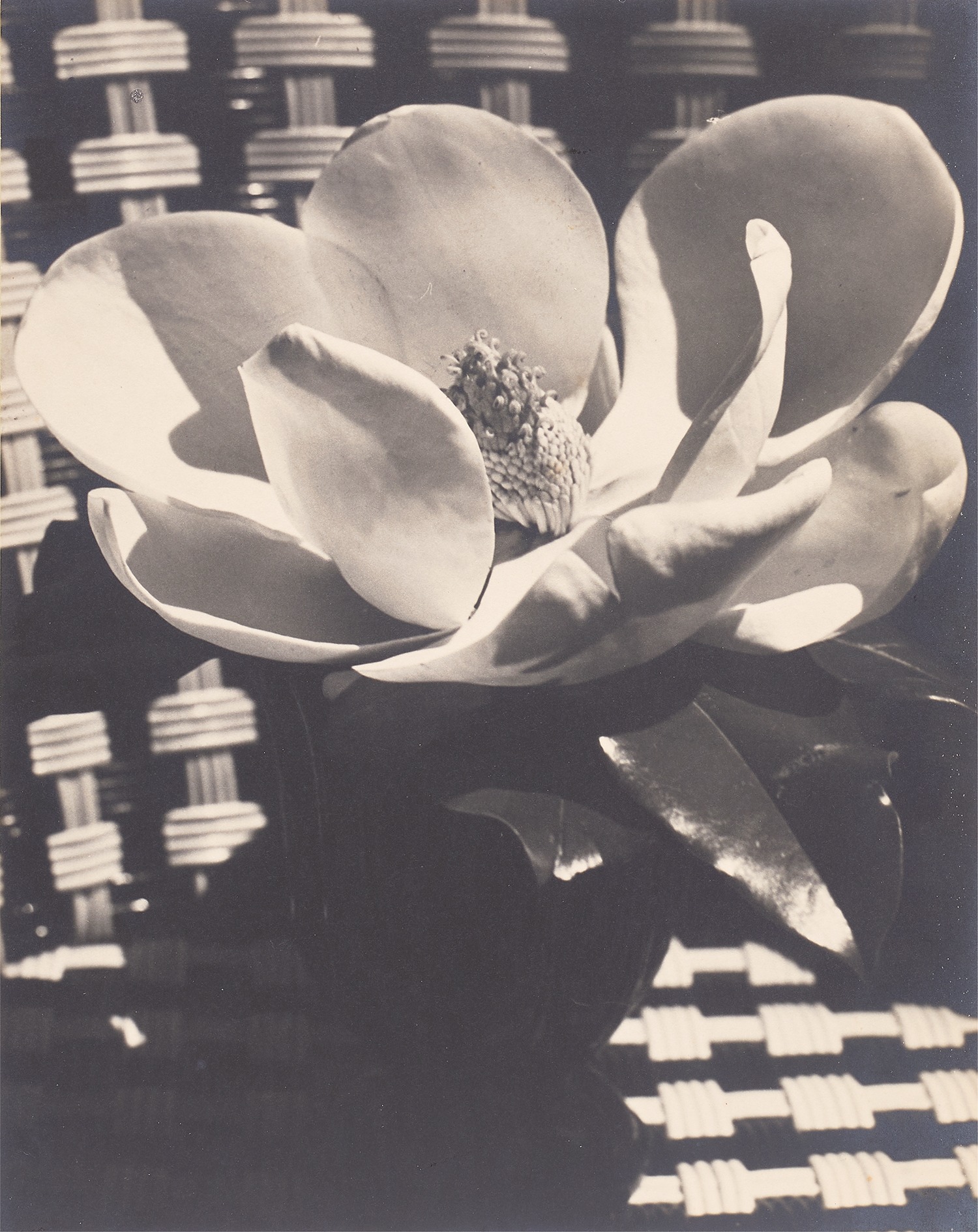 Man Ray — Magnolia Blossom