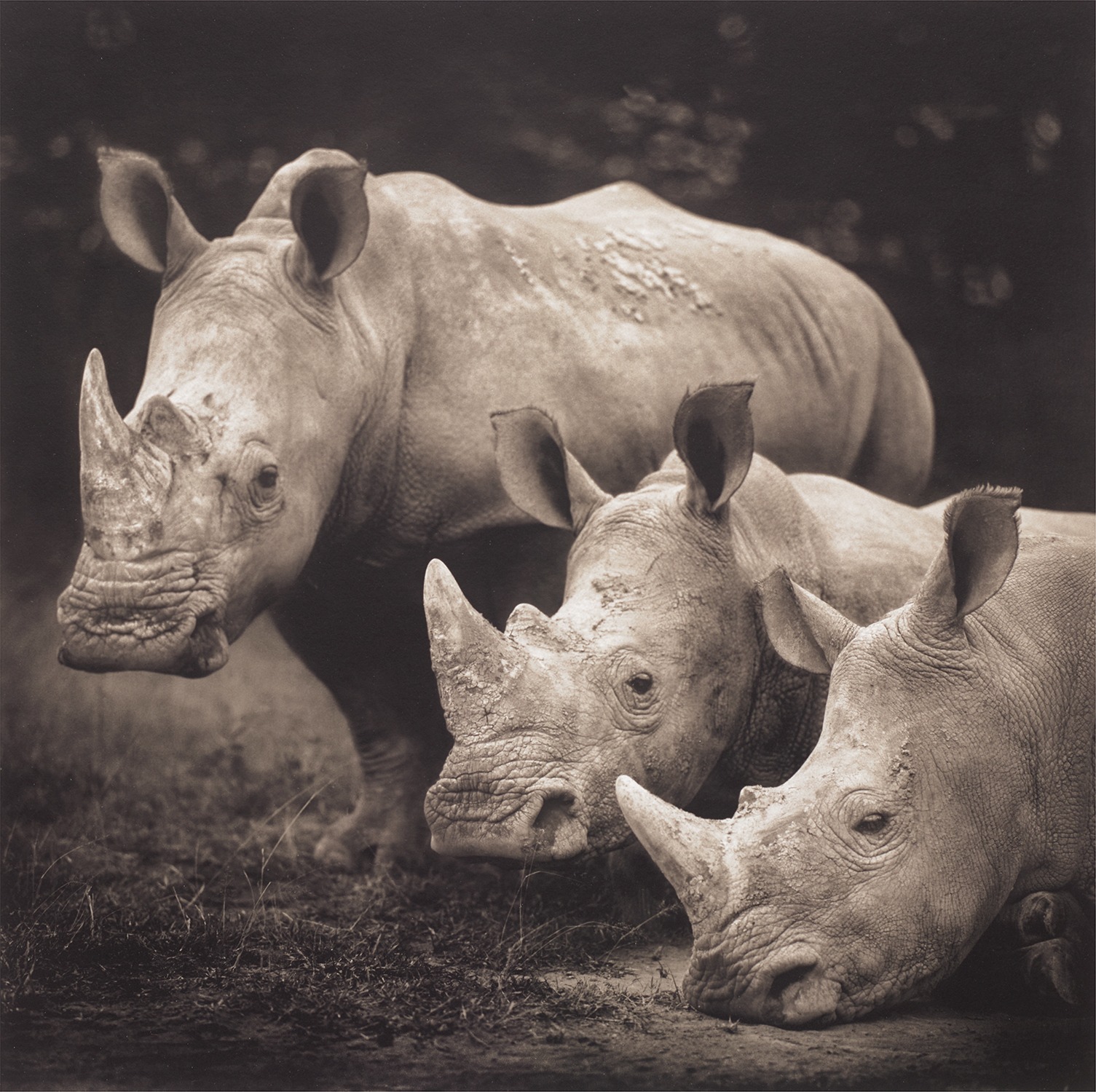 Nick Brandt — Three Rhinos, Lake Nakuru