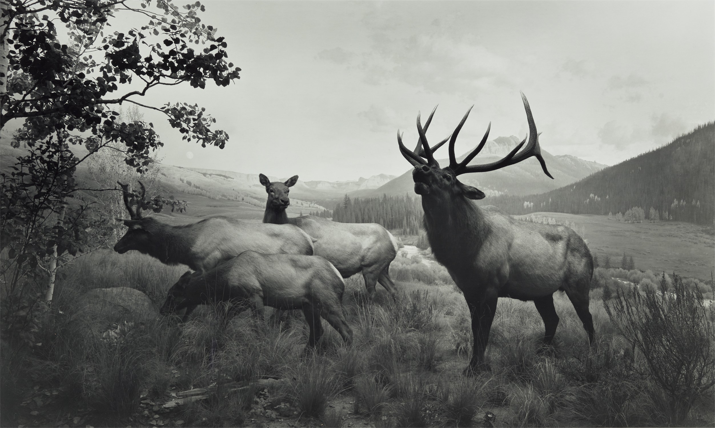 Wapiti