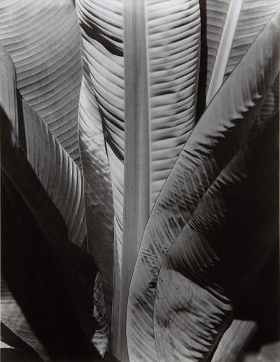 Banana Plant