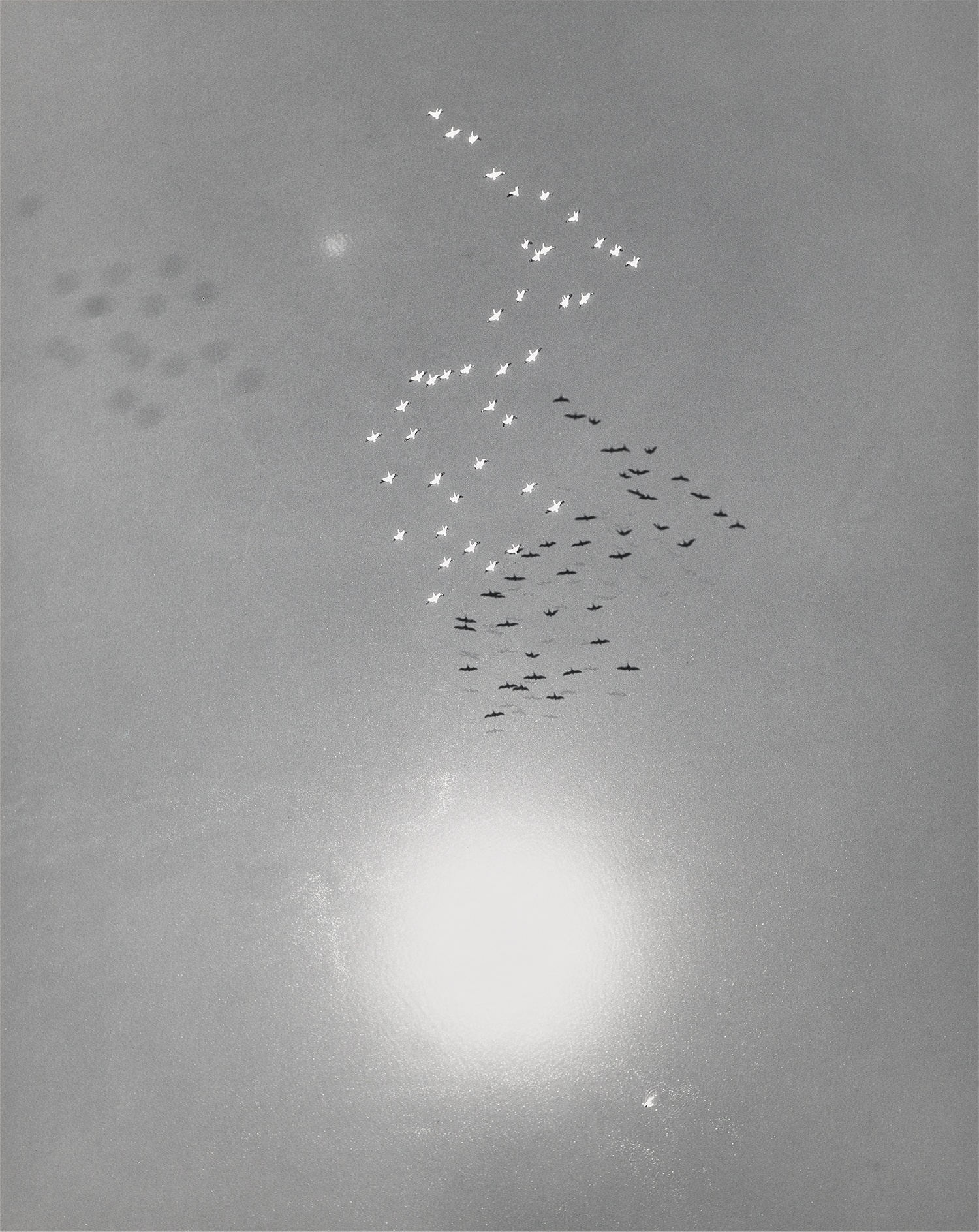 Snow Geese with Reflection of the Sun over Buena Vista Lake, California