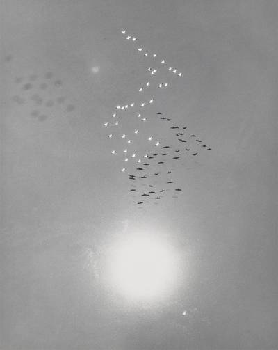 Snow Geese with Reflection of the Sun over Buena Vista Lake, California