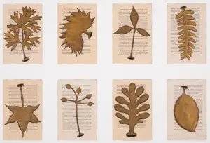 Eight Studies for America