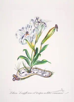 Salvador Dalí — Lilium Longiflorum Vel Tempus Evanescnes, from Surrealistic Flowers (Field 72-7B; M&L 540)