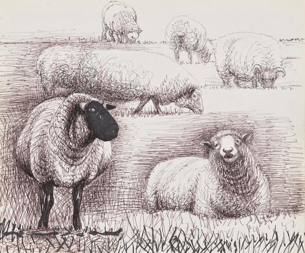 Field of Sheep