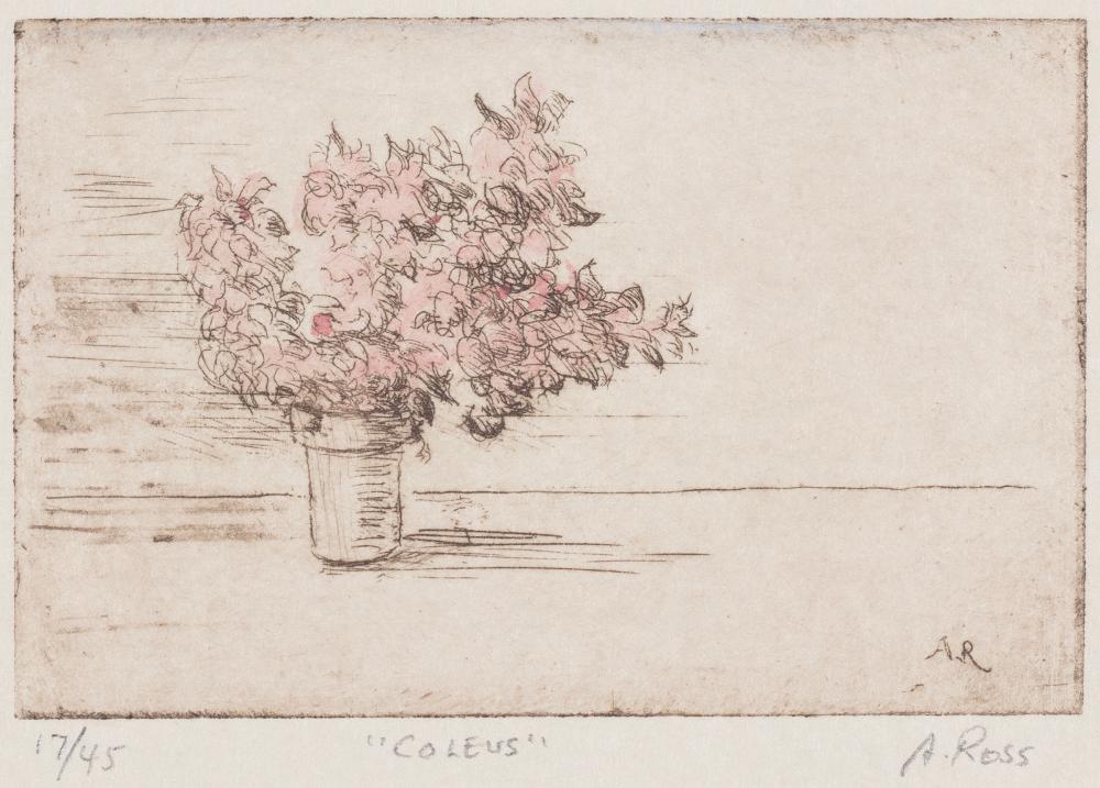 Alvin Ross — Coleus