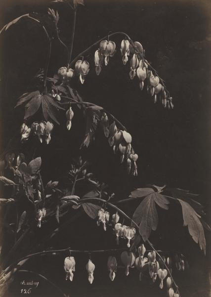 Floral Still Life (Bleeding Hearts)